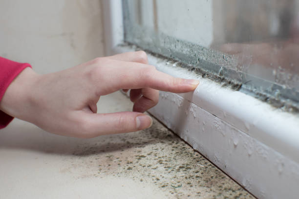 Best Environmental Consulting for Mold Prevention  in Lester Prairie, MN